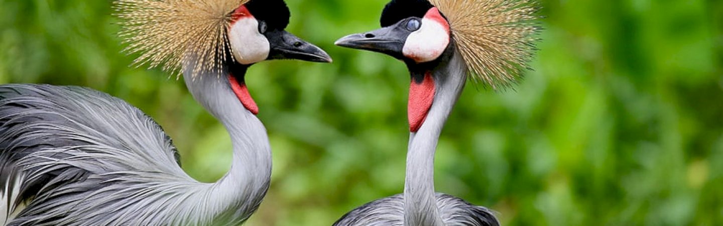 Uganda Safari Tours
